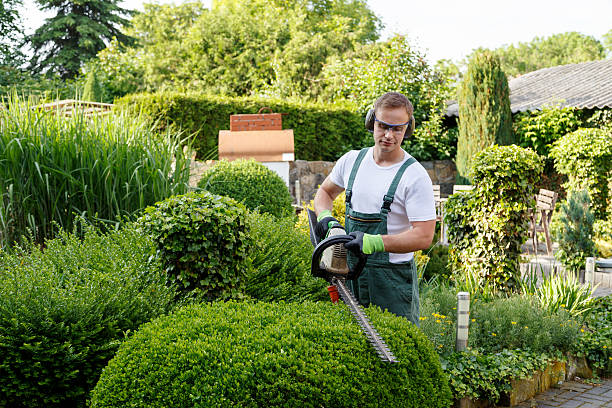 Best Palm Tree Trimming  in USA